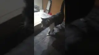 вокал против полидактилии #кис #ковчег #канада #catshorts #мяу #кошки #catsofyt #catsmeow #кот #c...