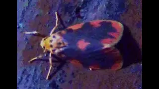 Lichen Moth