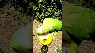 Parrot eating apple #shorts