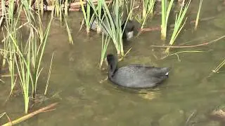 Protecting Clark County Wetlands Park