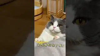 What is a backflip! come to my home! ! My cat can point to magic! #cute cat