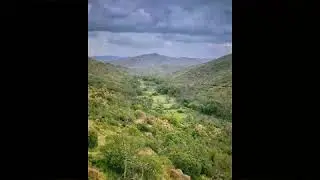 سمرة  تهامة