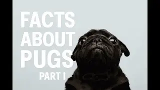 How to take care of a pug: Tips on nutrition, care and health. Part 1