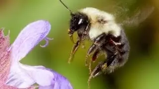 Macro Photography/Close-up Digital Photography Tutorial featuring Flowers