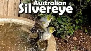 Australian Silvereye Bird