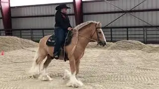 Brittney Williams on Ballydang Khan Do #5617 class 32 Gypsy Western Pleasure W/J