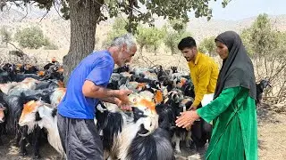 Кочевая жизнь в горах Загрос в Иране: традиции, культура и природная красота
