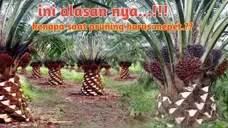 alasan kenapa harus mepet pruning sawit nya #petanisawit #pruningsawit