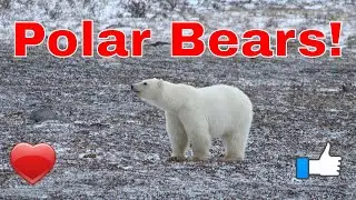 Aimie's Adventures visits Churchill Manitoba to see the Polar Bears in the wild.