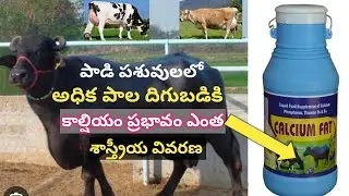 Role of Calcium in high milk production in Buffaloes and cows Telugu | Dr. Madankumar Vet