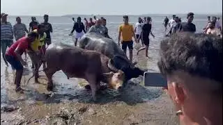 Sonu 🆚 paklo winner sonu # Goan bullfight