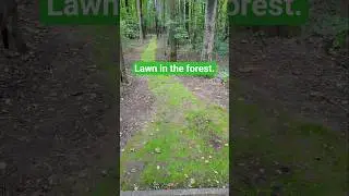 A strange green path in the park. #park #ecopark #ecopath #Lawn