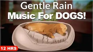 Relaxing Music For Dogs - Gentle Rain (12 Hrs)