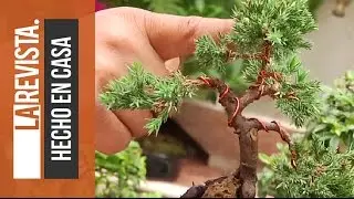 Consejos para cuidar y escoger un buen bonsai
