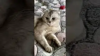 &bull; ФІНАЛ УБИВ 😂 #сваты6 #cat #cat #коледнамузика #коледнамузика #новамузика #веселыекоты #котики #ki
