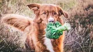 BROKKOLI FÜR DEN HUND | Immunstärkendes BARF Rezept | immune boosting