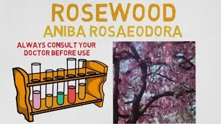 Essential Oil Breakdown: Rosewood Oil! Benefits, Uses, and History (Aromatherapy)