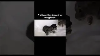 Look what i found in tiktok 😂😭. #memes #fancy #kitty #kittycat #slap #cat #tiktok #tiktokvideo