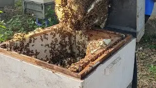 Preparing bees for entry into the rubber plantation🐝🇰🇭