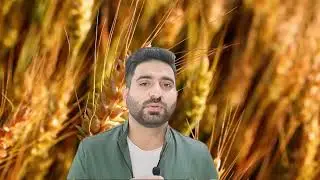 Wheat Cultivation Guide for Rainfed Areas, Best Varieties, Seed Rate & Germination Tips|Barani ilaqa