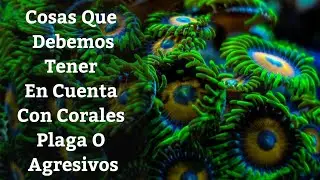 🔵 Cosas Que Debemos Tener En Cuenta Con Corales Plaga O Agresivos (Acuarios MB)