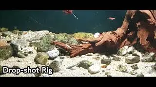 Hideup Coike Shrimp