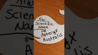 Kiwi Scientific Name Is ??? - Danny The Man Parker