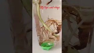 Silk thread bangles 💯 My Own style #trending  #fashion #NTJ Tips and Vlogs