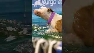Kurgo&reg; #DockDogs - Sydney Dog Lovers Festival 2025