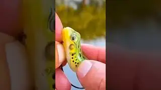 frog fishing bite hook #youtube #viralshorts #viral