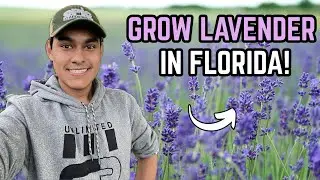 Как вырастить лаванду во Флориде!☀️🌿S:3, Ep.78//The Ultimate Gardener
