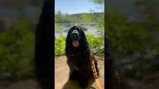 Cocker spaniel enjoying spring hike #dog #fun#cockerspanieldog