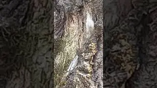 Кареглазый архантроп, предок Робинзона между кареглазым Йети, предком Пятницы и кареглазым медведем.