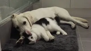 Banjo the White Labrador Puppy and rescue kitten making friends