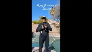 Teaching Puppies to Swim Safely
