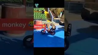 Funny Monkeys!! #funnyshorts #monkey #funnyvideos