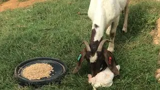 Boer goat giving birth 🇯🇲