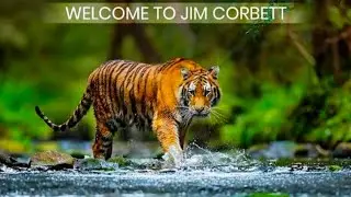 Corbett Nirvana Jim corbett Resort Review 