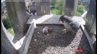 First peregrine falcon chicks hatch at Worcester Cathedral (UK) 21/Apr/2025