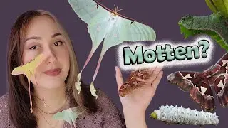 Motten als Haustiere? ☽🦋☾  Mein Hobby