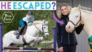 Микки СБЕЖАЛ?! Новое седло? Видеоблог о амбаре | Эта Эсме