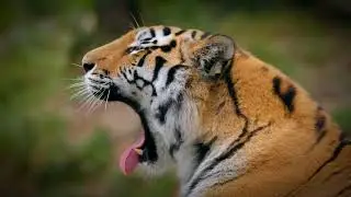 @Natures_treasure1 @natureandlife111 @NatureAndWildlifetv @BraveWilderness