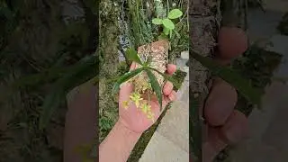 Thrixspermum pygmaeum