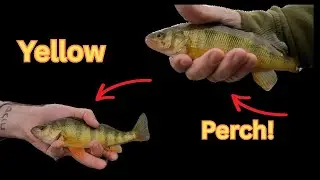 How to catch YELLOW PERCH! On Pymatuning Reservoir!