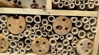 Blue orchid bees building reeds with little baby bee larva eggs and pollen and mud.