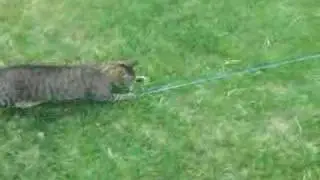 &iquest;D&oacute;nde Est&aacute; Mi Gato? - music video