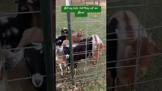 Running to see Mom! #goat #babyanimals #homesteading #farmlife