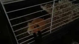 Piepende cavia's