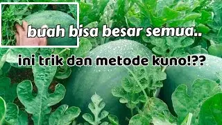 Pupuk mutiara ternyata bagus untuk pembesaran semangka