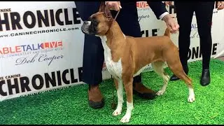 Breed Priorities: The Boxer with Michael Shepherd & Wilma